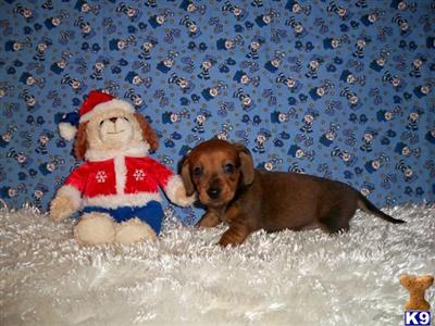 Dachshund Puppies for Sale